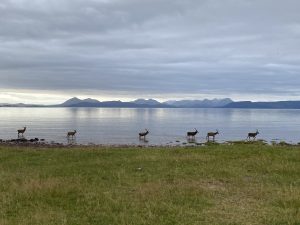 Deer in a lock, with a mountain range in the background